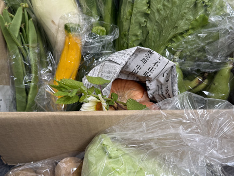 旬の露地野菜セット(7〜9品)【朝どれ】