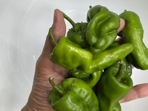 パドロン　　辛い　　【農薬不使用露地栽培】  パドロン　スペイン野菜　  500g