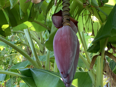 バナナの花2kg 2〜8個