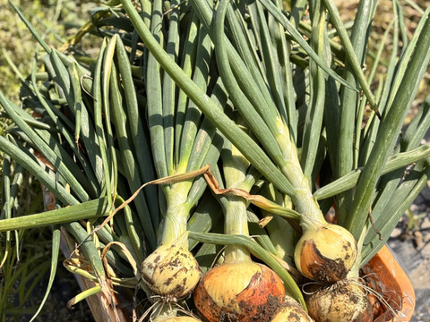 【自然栽培】新じゃが・新にんにく・玉ねぎセット