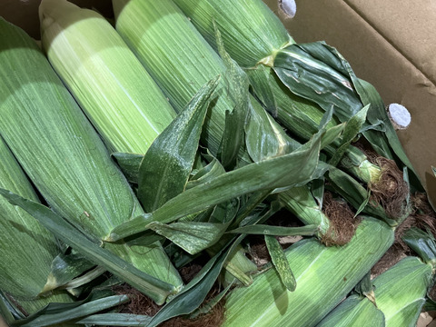 「一度お試しあれ！」　22本　あま～〜い！！【トウモロコシ】　✩ほしつぶコーン✩
　艶やかイエロー　【夏ギフト】【朝どれ】