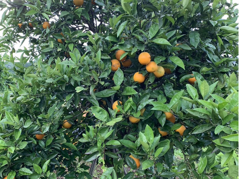 【news every.で紹介】バレンシアオレンジ 5kg｜サクッと食感！爽やかな香りのオレンジ🍊