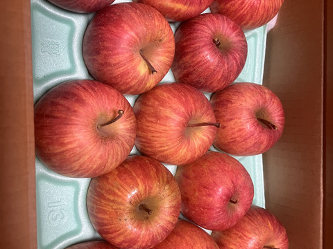 すぐ発送！蜜入りチェック済！3キロ10-13玉葉取らず農薬半減栽培樹上完熟蜜入サンふじ　蜜ライトにて光を通すかチェックします！　りんご