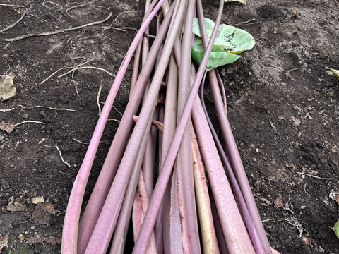 お正月用🎍八ツ頭  2kg【縁起物‼️】