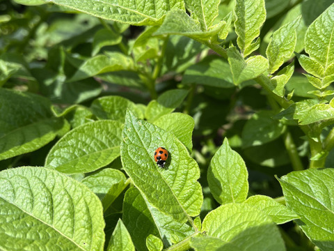 きたあかり【味が濃い！】ジャガイモ★3kg【農薬も化学肥料不使用】