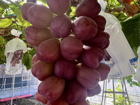 【幻のレアぶどうセット！】天山・マイハート　各1房　1㎏前後【超数量限定】