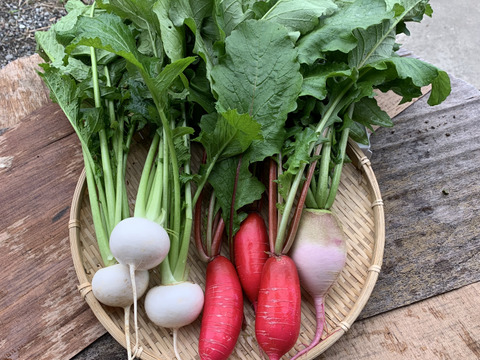 カラフル大根、かぶセットゆずオマケ1.2kg