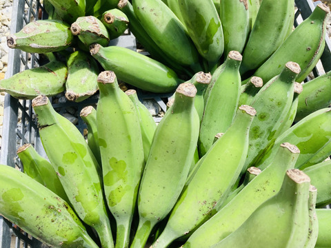 甘さと酸味がちょうど良い島バナナ
