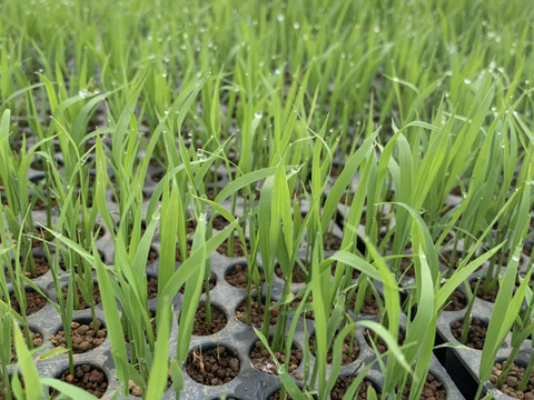 もち米　農薬肥料不使用の自然栽培【ヒヨクモチ】令和五年度産 玄米 5kg 兵庫県産