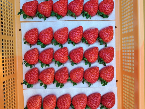 埼玉いちご「あまりん、べにたま」食べ比べセット270ｇ×2ｐ