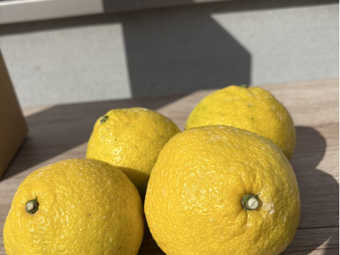 佐賀県太良町産はるかとレモン混合1.3kg【2種類食べ比べ＆お試しセット】