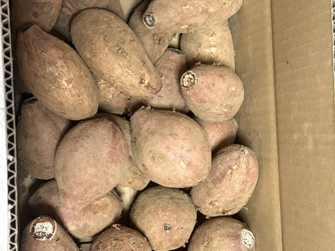 中園ファームの熟成安納芋（生芋）　Mサイズ　５キロ