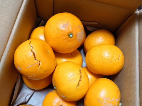 ここ　紅ぷり秀品2kg+せとか秀品2kg 予約限定価格】柑橘の大トロ【せとか 2kg】～とろける濃厚果実