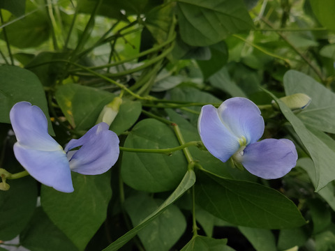 幻のアジア野菜！【今が旬！有機四角豆、たっぷり500g】ポリポリの食感が魅力！苦味、エグ味全くない筋取りいらずの大鞘豆です！栄養たっぷり〜❣毎日食べても飽きません！