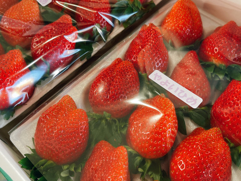 【腸活イチゴ⁉️】『やよい姫』クッショントレー2枚（24～36粒、約900g）こてんねぇイチゴ