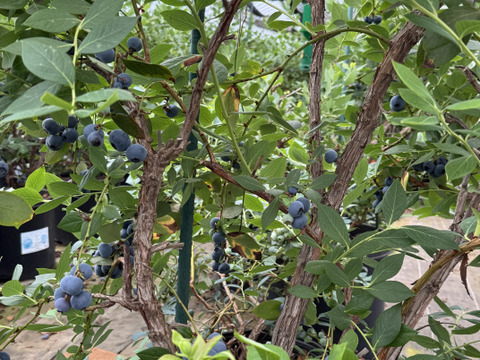 【5月6月限定】パリッとした食感！朝採り完熟ブルーベリー 350g