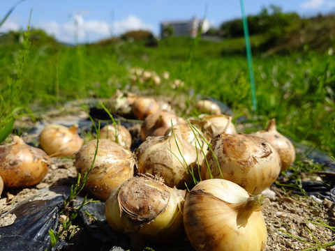 5キロ自然栽培淡路島産固定種玉ねぎ【農薬完全不使用 完成無肥料栽培 】ご予約順に発送！淡路島固定種玉ねぎ〙80サイズAwaji369farmから玉ねぎをお届け！！【販売開始】