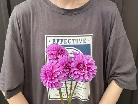 ダリア　【品種: ムーンストーン】　5本　(40〜50cm）