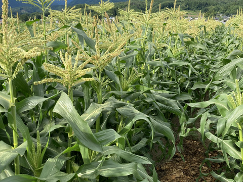 【夏ギフト】夏のお楽しみセット小玉スイカと生食OK白いとうもろこし《ピュアホワイト》