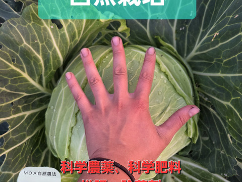 セール中！！自然栽培 大玉キャベツ 1玉：青森県産の野菜｜食べチョク