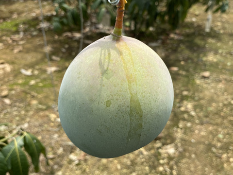 ★数量限定★沖縄県産キーツマンゴー　1.5kg（2~3玉）