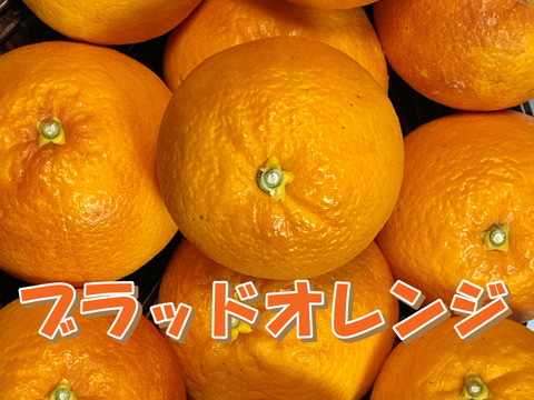 【数量限定☆希少の柑橘🎁】ブラッドオレンジ２㎏🍊