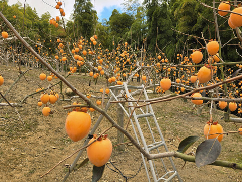 ★干し柿用　秀品！！　大サイズ　40～45個　正味10kg～　愛宕柿　枝つき　慣行栽培品　渋柿