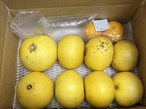 ▲今期終売【晴れの国・岡山産】希少！国産スウィーティ～柔らかな苦みと酸味で甘みが引き立つ、グレープフルーツの食感と風味～【無選別３ｋｇ入・数量限定】