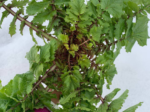 【自然農法】会津赤筋大根の葉 1.5kg (8~10株程度の量 )