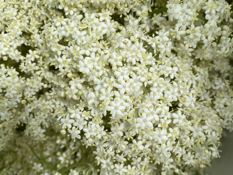 エルダーフラワー 600g  自然農栽培 5月半ばからご予約順に順次発送いたします。
フラワーウォーターフラワーコーディアル、シロップなどに。