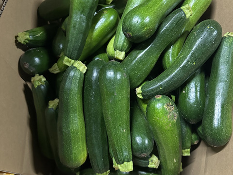 【訳あり】ズッキーニ　群馬県東吾妻町産　13kg