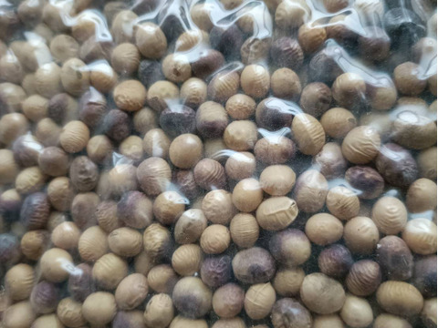 「規格外でお買い得・農法にこだわりあり」農薬不使用の有機大豆12kg 優しい味わい 6kg袋   北海道の大地で育った「とよまさり」☆料理、梱包の写真は正規商品によるイメージです☆