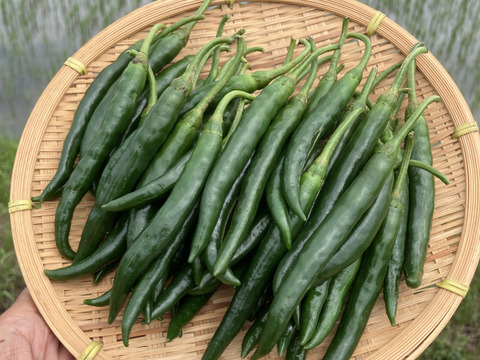 南房総市産!!フレッシュな青唐辛子（ホットパラソルＥＸ）500g