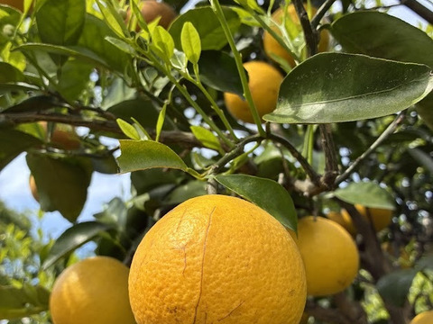 甘酸っぱくて美味しい！鹿児島県枕崎市産【日向夏】5ｋｇ