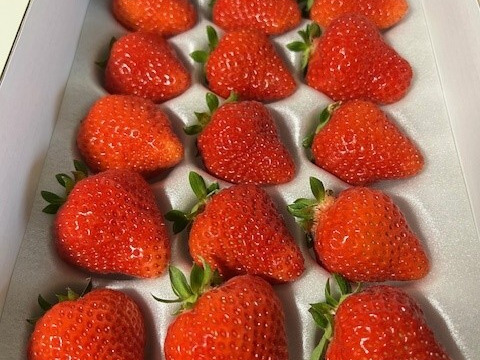 【夏ギフト】さわやかな甘みと酸味がギュッと詰まった夏イチゴ🍓【山形S7号】いまだけ大粒サイズ【15粒・360g以上】【ケーキやお菓子作りにもどうぞ】