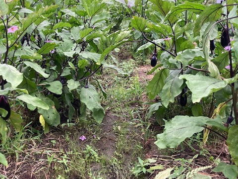 今が旬の夏秋ナス　艶・張り良好です。　（6～10本、約1kg）