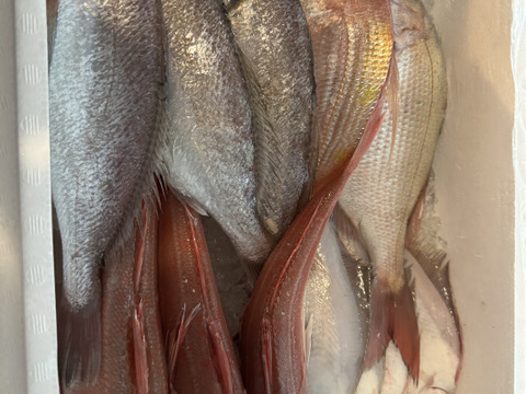 「未利用魚」えっこ船長お任せバラエティーセット(1kg)