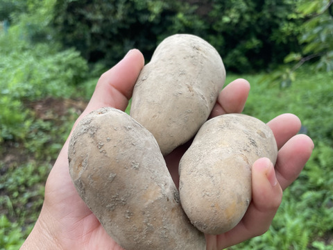 もっちり甘みがうまい！農薬化学肥料不使用メークイン10Kg