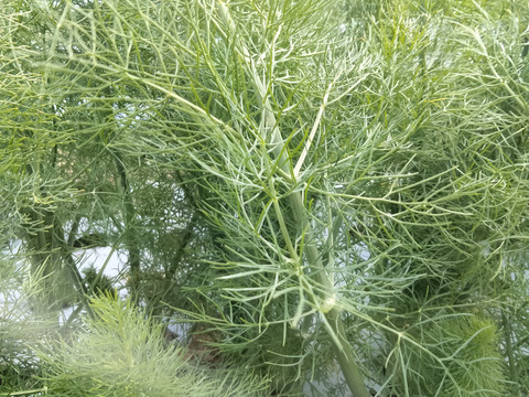 【長崎県産】農薬不使用！香り高いフェンネルの葉500g