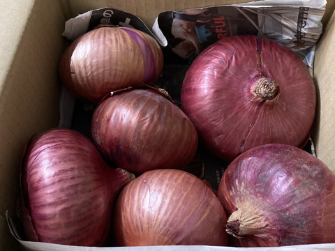 固定種のジューシー赤玉ねぎ（湘南レッド）2㎏【農薬・化学肥料不使用】