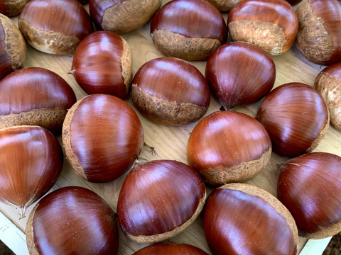 完売御礼☆ありがとうございました！【自然栽培】秋の味覚！　栗２kg　L～特大ミックス　ホクホク濃厚！旬の恵み