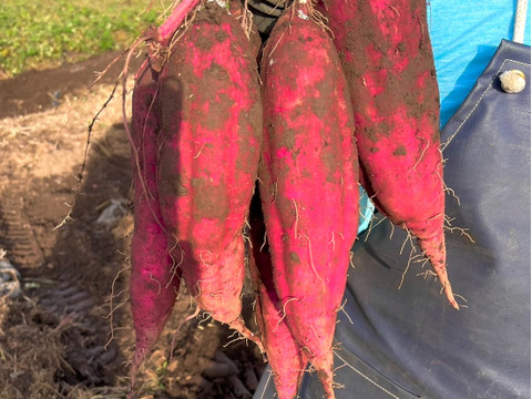 熟成済み！お友達とシェアできるベニハルカ５キロ！
