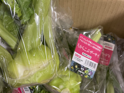 【珍しい】生ザーサイ 野菜 畑のアワビと言われるコリコリとした食感（静岡県磐田市産・5袋）【2026年1月出荷】
