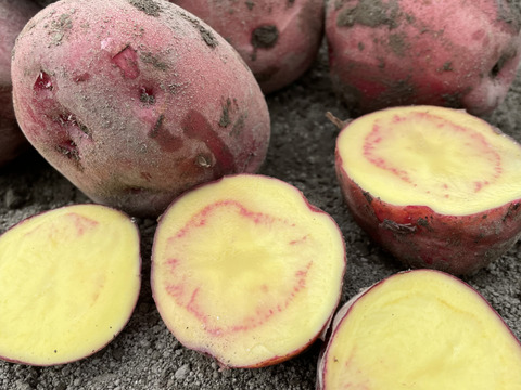 冬掘り！アンデスレッドとデジマの食べ比べセット！(2kg)栽培期間農薬不使用