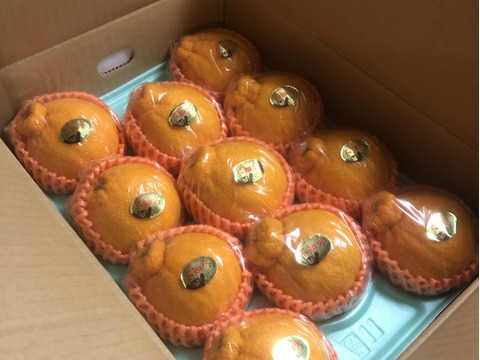 めちゃ大人気❗️不知火デコ柑2、5キロ7〜12玉