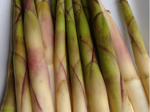 期間限定！山の恵みセット‼︎山菜詰め合わせ
天然山菜 約1500g(ワラビ、ウルイ、ボウナ、フキ、ウド、
ミズ等)