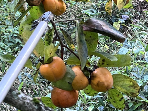 干し柿用 おがき