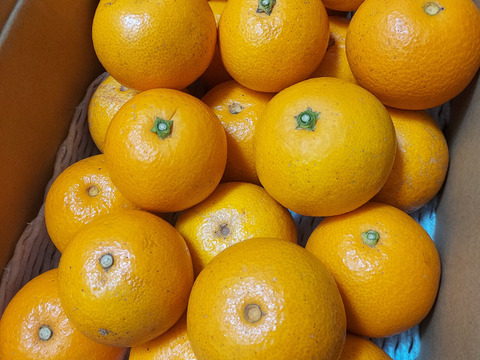 小玉～由良の木なりはっさく　　　　ご家庭用