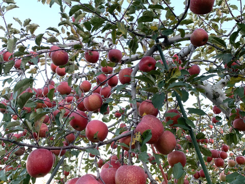 【正規規格品】サンふじ　約5kg(送料別)