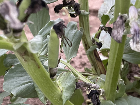 新鮮そら豆お届け便2.5kg